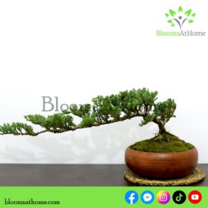 Juniper Cypress Bonsai plant