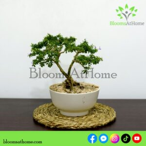 Desmodium Bonsai Plant