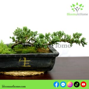 Cypress Bonsai plant
